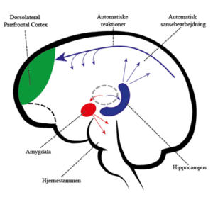 hvorfor opstår angst eller hvordan opstår angst. Alle nerveimpulser fra vores sanser sendes til hjernen, hvor det bliver tjekket af amygdala, der er hjernens vagtcentral. Er der noget, vi skal være bange for, noget vi skal frygte eller som er farligt for vores overlevelse, sendes besked til hjernestammen om at kæmpe, flygte eller fryse. Denne frygtreaktion skal vi være glade for, idet det er årsagen til, at vi har overlevet igennem evolutionen. Hjernen husker disse frygtreaktioner, og når det sker flere gange, bliver det en automatiseret proces – en tillært frygtreaktion hvorfor opstår angst eller hvordan opstår angst. Alle nerveimpulser fra vores sanser sendes til hjernen, hvor det bliver tjekket af amygdala, der er hjernens vagtcentral. Er der noget, vi skal være bange for, noget vi skal frygte eller som er farligt for vores overlevelse, sendes besked til hjernestammen om at kæmpe, flygte eller fryse. Denne frygtreaktion skal vi være glade for, idet det er årsagen til, at vi har overlevet igennem evolutionen. Hjernen husker disse frygtreaktioner, og når det sker flere gange, bliver det en automatiseret proces – en tillært frygtreaktion