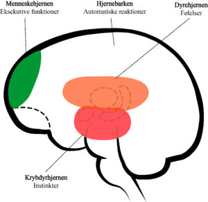 Den tredelte hjerne, krybdyrhjernen, dyrehjernen, menneskehjernen. hjernens opbygning og funktioner er som tre hjerner med hver deres funktion. De forskellige dele er udviklet igennem evolutionen og lagt oven på hinanden: krybdyrhjernen, det limbiske system og hjernebarken (neocortex). De betegnes henholdsvis krybdyrhjernen, dyrehjernen og menneskehjernent