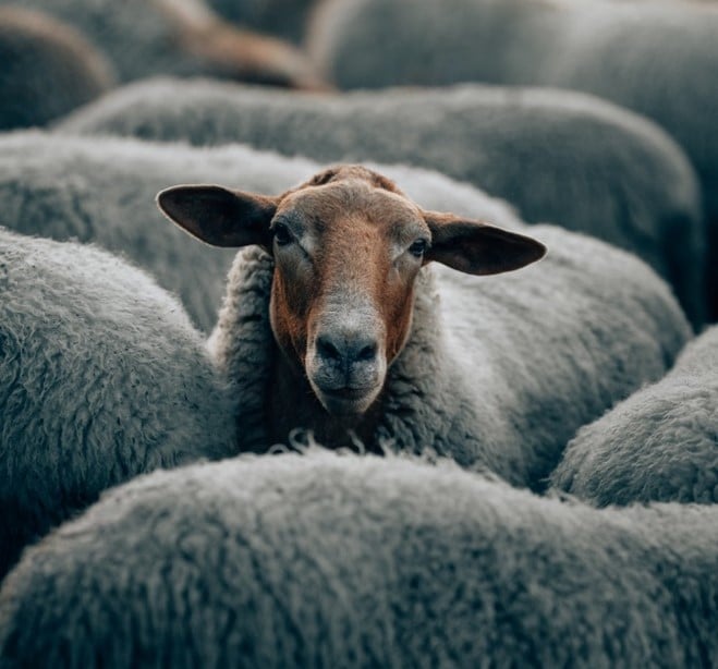 opmærksomhedstræning. Hvis du har en dårlig følelse, kan du rette opmærksomheden mod en god følelse og på den måde få den dårlige følelse til at forsvinde. Jo bedre man er til at styre sin opmærksomhed, jo bedre er man til alle de andre eksekutive funktioner.