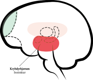 Krybdyrhjernen i den tredelte hjerne. Opgaven var at overleve ved at have et territorie, finde en, man kunne parre sig med, og sikre artens overlevelse på samme måde, som vi kender det fra krybdyr og fisk. Derfor bliver den del benævnt krybdyrhjernen