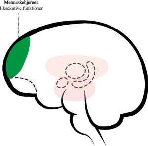 Menneskehjernen i den tredelte hjerne. Menneskehjernen er den eneste af de tre hjerner, der har bevidsthed om selvet, kan benytte sprog som kommunikation med andre artsfæller samt planlægge og forholde sig til både fortid og fremtid. Den vigtigste opgave er at styre opmærksomheden og hæmme uhensigtsmæssige reaktioner fra dyre- og krybdyrhjernen